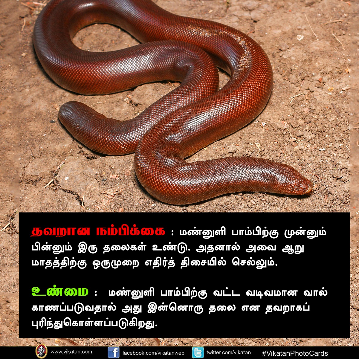 பாலும் குடிக்காது; முட்டையும் பிடிக்காது... பாம்பு குறித்த வதந்திகள்! #VikatanPhotoCards பாலும் குடிக்காது; முட்டையும் பிடிக்காது... பாம்பு குறித்த வதந்திகள்! #VikatanPhotoCards