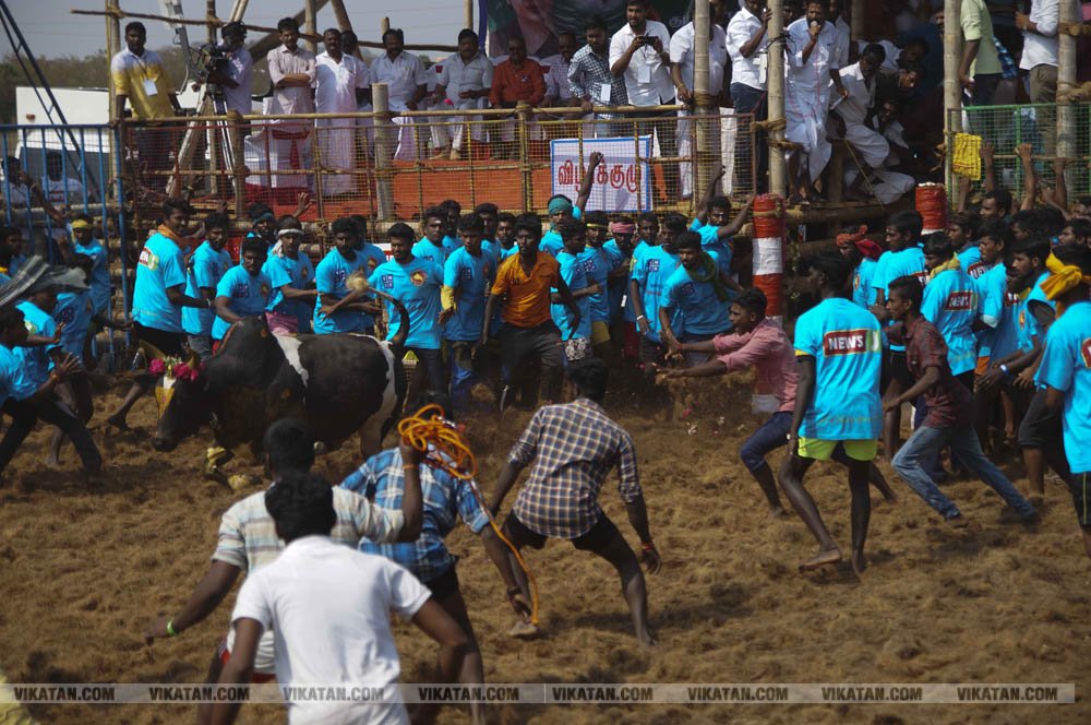 மகாசிவராத்திரியை முன்னிட்டு குமாரபாளையத்தில் நடைபெற்ற ஜல்லிக்கட்டுப் போட்டி! படங்கள்: சுபாஷ் ம நா மகாசிவராத்திரியை முன்னிட்டு குமாரபாளையத்தில் நடைபெற்ற ஜல்லிக்கட்டுப் போட்டி! படங்கள்: சுபாஷ் ம நா