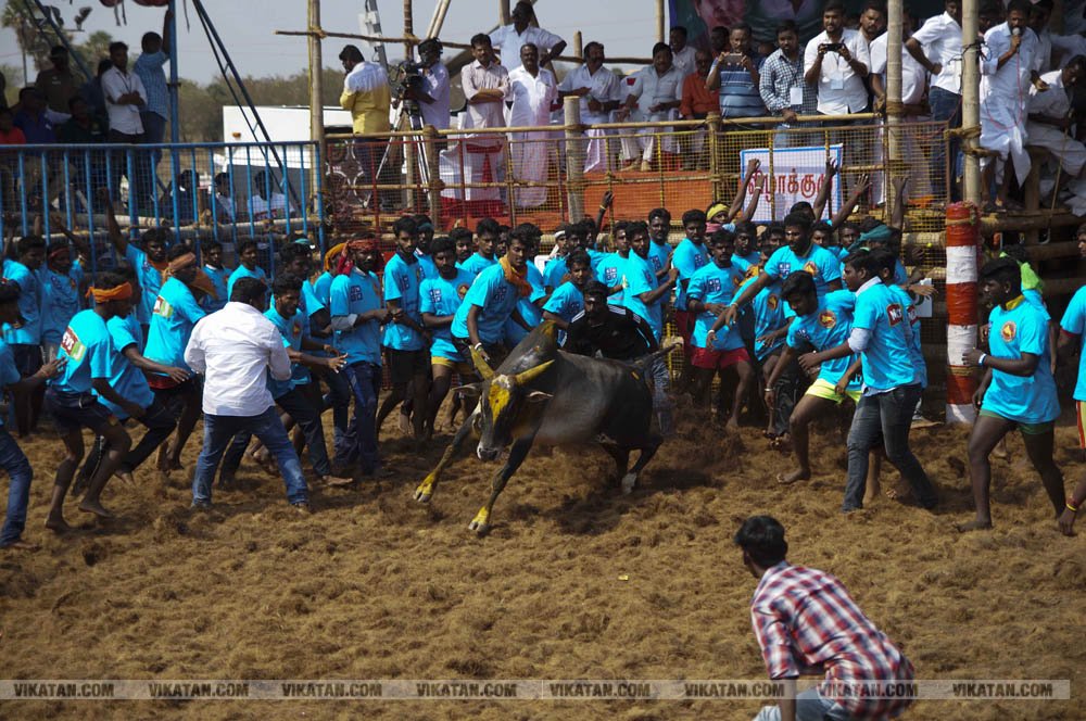 மகாசிவராத்திரியை முன்னிட்டு குமாரபாளையத்தில் நடைபெற்ற ஜல்லிக்கட்டுப் போட்டி! படங்கள்: சுபாஷ் ம நா மகாசிவராத்திரியை முன்னிட்டு குமாரபாளையத்தில் நடைபெற்ற ஜல்லிக்கட்டுப் போட்டி! படங்கள்: சுபாஷ் ம நா