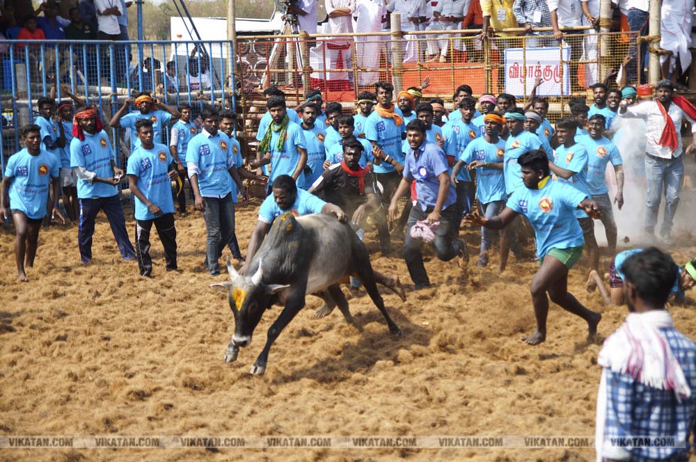 மகாசிவராத்திரியை முன்னிட்டு குமாரபாளையத்தில் நடைபெற்ற ஜல்லிக்கட்டுப் போட்டி! படங்கள்: சுபாஷ் ம நா மகாசிவராத்திரியை முன்னிட்டு குமாரபாளையத்தில் நடைபெற்ற ஜல்லிக்கட்டுப் போட்டி! படங்கள்: சுபாஷ் ம நா