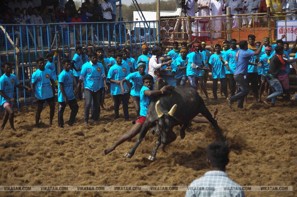 மகாசிவராத்திரியை முன்னிட்டு குமாரபாளையத்தில் நடைபெற்ற ஜல்லிக்கட்டுப் போட்டி! படங்கள்: சுபாஷ் ம நா மகாசிவராத்திரியை முன்னிட்டு குமாரபாளையத்தில் நடைபெற்ற ஜல்லிக்கட்டுப் போட்டி! படங்கள்: சுபாஷ் ம நா