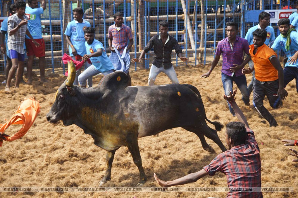 மகாசிவராத்திரியை முன்னிட்டு குமாரபாளையத்தில் நடைபெற்ற ஜல்லிக்கட்டுப் போட்டி! படங்கள்: சுபாஷ் ம நா மகாசிவராத்திரியை முன்னிட்டு குமாரபாளையத்தில் நடைபெற்ற ஜல்லிக்கட்டுப் போட்டி! படங்கள்: சுபாஷ் ம நா