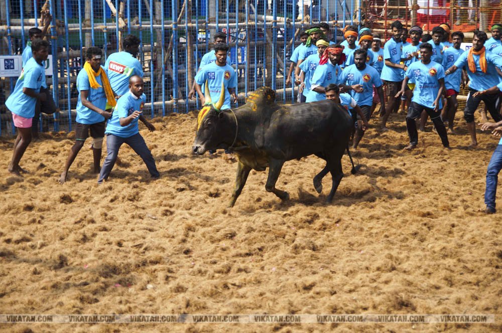 மகாசிவராத்திரியை முன்னிட்டு குமாரபாளையத்தில் நடைபெற்ற ஜல்லிக்கட்டுப் போட்டி! படங்கள்: சுபாஷ் ம நா மகாசிவராத்திரியை முன்னிட்டு குமாரபாளையத்தில் நடைபெற்ற ஜல்லிக்கட்டுப் போட்டி! படங்கள்: சுபாஷ் ம நா
