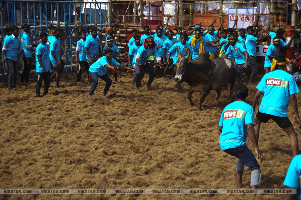 மகாசிவராத்திரியை முன்னிட்டு குமாரபாளையத்தில் நடைபெற்ற ஜல்லிக்கட்டுப் போட்டி! படங்கள்: சுபாஷ் ம நா மகாசிவராத்திரியை முன்னிட்டு குமாரபாளையத்தில் நடைபெற்ற ஜல்லிக்கட்டுப் போட்டி! படங்கள்: சுபாஷ் ம நா