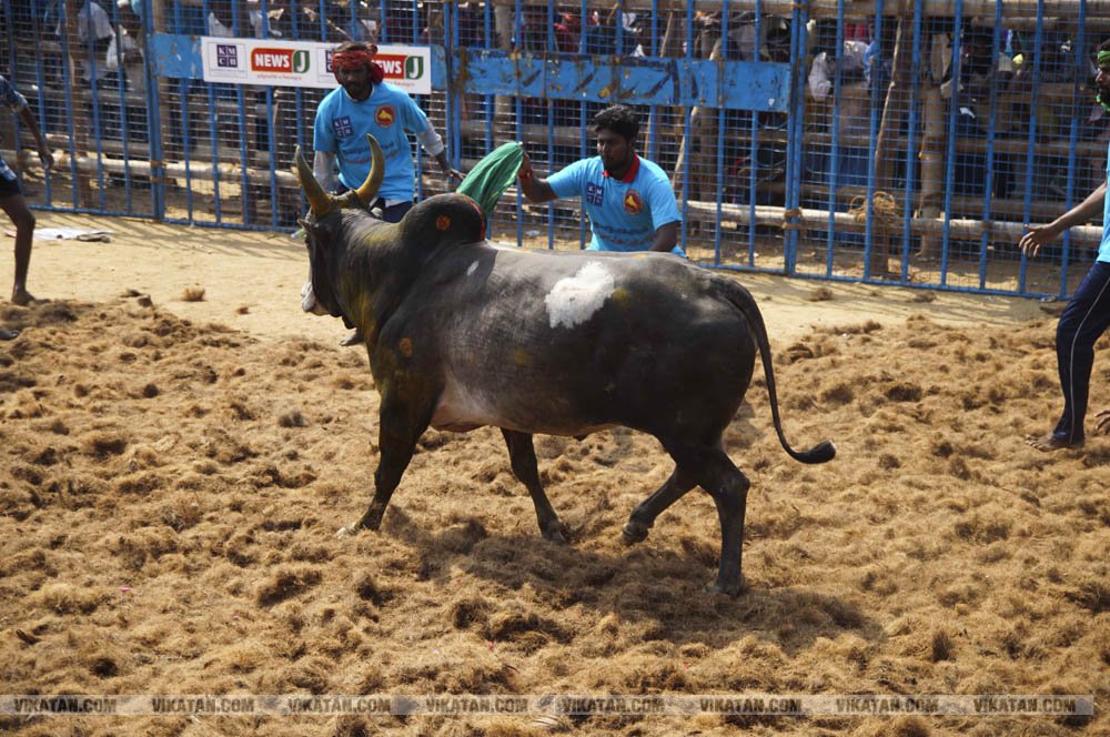 மகாசிவராத்திரியை முன்னிட்டு குமாரபாளையத்தில் நடைபெற்ற ஜல்லிக்கட்டுப் போட்டி! படங்கள்: சுபாஷ் ம நா மகாசிவராத்திரியை முன்னிட்டு குமாரபாளையத்தில் நடைபெற்ற ஜல்லிக்கட்டுப் போட்டி! படங்கள்: சுபாஷ் ம நா