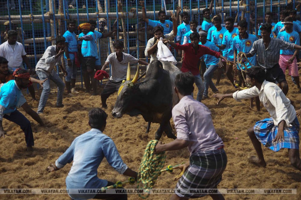 மகாசிவராத்திரியை முன்னிட்டு குமாரபாளையத்தில் நடைபெற்ற ஜல்லிக்கட்டுப் போட்டி! படங்கள்: சுபாஷ் ம நா மகாசிவராத்திரியை முன்னிட்டு குமாரபாளையத்தில் நடைபெற்ற ஜல்லிக்கட்டுப் போட்டி! படங்கள்: சுபாஷ் ம நா