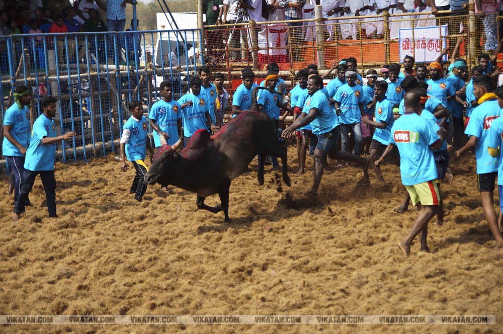 மகாசிவராத்திரியை முன்னிட்டு குமாரபாளையத்தில் நடைபெற்ற ஜல்லிக்கட்டுப் போட்டி! படங்கள்: சுபாஷ் ம நா மகாசிவராத்திரியை முன்னிட்டு குமாரபாளையத்தில் நடைபெற்ற ஜல்லிக்கட்டுப் போட்டி! படங்கள்: சுபாஷ் ம நா