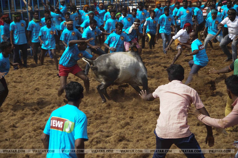 மகாசிவராத்திரியை முன்னிட்டு குமாரபாளையத்தில் நடைபெற்ற ஜல்லிக்கட்டுப் போட்டி! படங்கள்: சுபாஷ் ம நா மகாசிவராத்திரியை முன்னிட்டு குமாரபாளையத்தில் நடைபெற்ற ஜல்லிக்கட்டுப் போட்டி! படங்கள்: சுபாஷ் ம நா