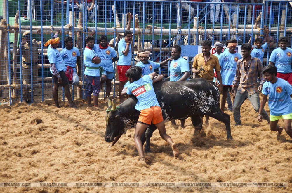 மகாசிவராத்திரியை முன்னிட்டு குமாரபாளையத்தில் நடைபெற்ற ஜல்லிக்கட்டுப் போட்டி! படங்கள்: சுபாஷ் ம நா மகாசிவராத்திரியை முன்னிட்டு குமாரபாளையத்தில் நடைபெற்ற ஜல்லிக்கட்டுப் போட்டி! படங்கள்: சுபாஷ் ம நா