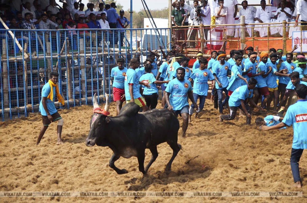 மகாசிவராத்திரியை முன்னிட்டு குமாரபாளையத்தில் நடைபெற்ற ஜல்லிக்கட்டுப் போட்டி! படங்கள்: சுபாஷ் ம நா மகாசிவராத்திரியை முன்னிட்டு குமாரபாளையத்தில் நடைபெற்ற ஜல்லிக்கட்டுப் போட்டி! படங்கள்: சுபாஷ் ம நா
