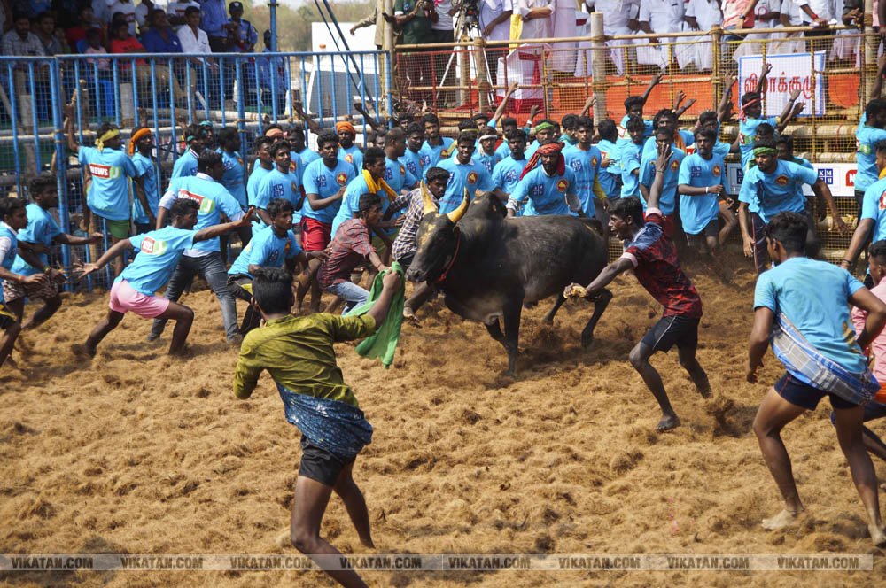 மகாசிவராத்திரியை முன்னிட்டு குமாரபாளையத்தில் நடைபெற்ற ஜல்லிக்கட்டுப் போட்டி! படங்கள்: சுபாஷ் ம நா மகாசிவராத்திரியை முன்னிட்டு குமாரபாளையத்தில் நடைபெற்ற ஜல்லிக்கட்டுப் போட்டி! படங்கள்: சுபாஷ் ம நா