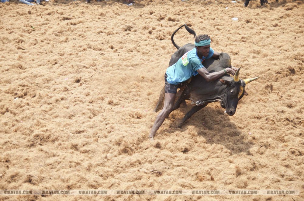 மகாசிவராத்திரியை முன்னிட்டு குமாரபாளையத்தில் நடைபெற்ற ஜல்லிக்கட்டுப் போட்டி! படங்கள்: சுபாஷ் ம நா மகாசிவராத்திரியை முன்னிட்டு குமாரபாளையத்தில் நடைபெற்ற ஜல்லிக்கட்டுப் போட்டி! படங்கள்: சுபாஷ் ம நா