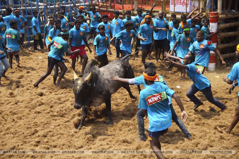 மகாசிவராத்திரியை முன்னிட்டு குமாரபாளையத்தில் நடைபெற்ற ஜல்லிக்கட்டுப் போட்டி! படங்கள்: சுபாஷ் ம நா மகாசிவராத்திரியை முன்னிட்டு குமாரபாளையத்தில் நடைபெற்ற ஜல்லிக்கட்டுப் போட்டி! படங்கள்: சுபாஷ் ம நா