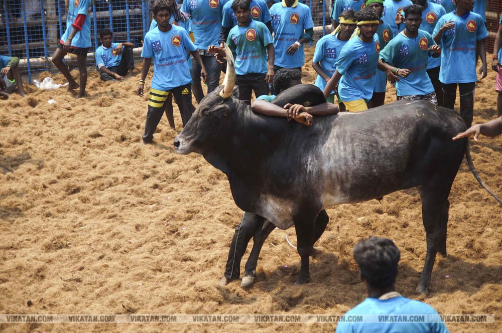 மகாசிவராத்திரியை முன்னிட்டு குமாரபாளையத்தில் நடைபெற்ற ஜல்லிக்கட்டுப் போட்டி! படங்கள்: சுபாஷ் ம நா மகாசிவராத்திரியை முன்னிட்டு குமாரபாளையத்தில் நடைபெற்ற ஜல்லிக்கட்டுப் போட்டி! படங்கள்: சுபாஷ் ம நா