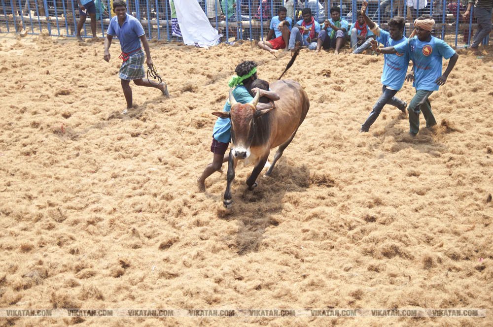 மகாசிவராத்திரியை முன்னிட்டு குமாரபாளையத்தில் நடைபெற்ற ஜல்லிக்கட்டுப் போட்டி! படங்கள்: சுபாஷ் ம நா மகாசிவராத்திரியை முன்னிட்டு குமாரபாளையத்தில் நடைபெற்ற ஜல்லிக்கட்டுப் போட்டி! படங்கள்: சுபாஷ் ம நா