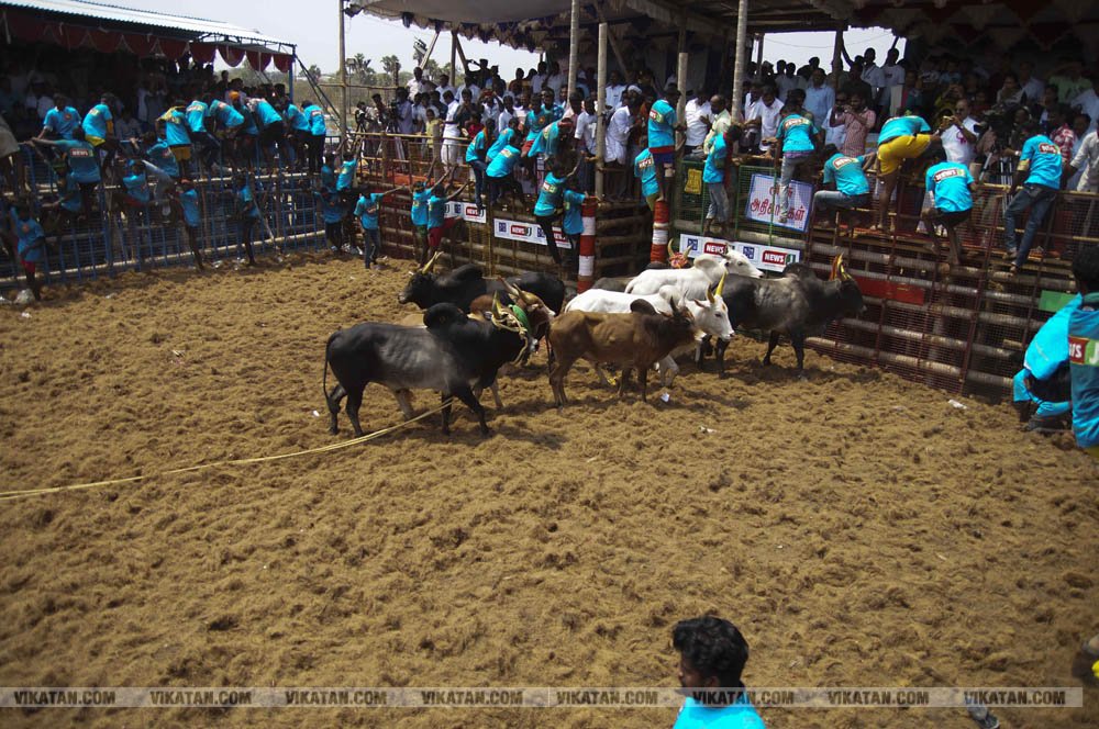 மகாசிவராத்திரியை முன்னிட்டு குமாரபாளையத்தில் நடைபெற்ற ஜல்லிக்கட்டுப் போட்டி! படங்கள்: சுபாஷ் ம நா மகாசிவராத்திரியை முன்னிட்டு குமாரபாளையத்தில் நடைபெற்ற ஜல்லிக்கட்டுப் போட்டி! படங்கள்: சுபாஷ் ம நா