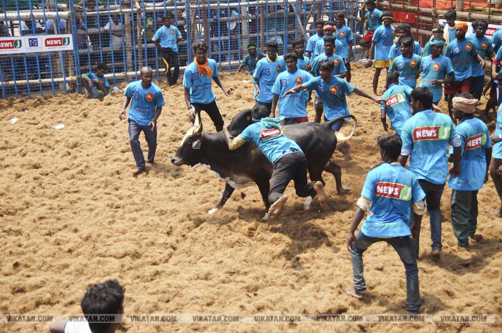 மகாசிவராத்திரியை முன்னிட்டு குமாரபாளையத்தில் நடைபெற்ற ஜல்லிக்கட்டுப் போட்டி! படங்கள்: சுபாஷ் ம நா மகாசிவராத்திரியை முன்னிட்டு குமாரபாளையத்தில் நடைபெற்ற ஜல்லிக்கட்டுப் போட்டி! படங்கள்: சுபாஷ் ம நா
