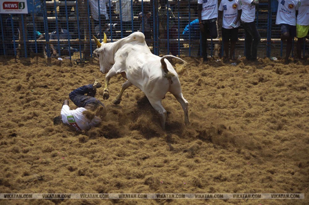 மகாசிவராத்திரியை முன்னிட்டு குமாரபாளையத்தில் நடைபெற்ற ஜல்லிக்கட்டுப் போட்டி! படங்கள்: சுபாஷ் ம நா மகாசிவராத்திரியை முன்னிட்டு குமாரபாளையத்தில் நடைபெற்ற ஜல்லிக்கட்டுப் போட்டி! படங்கள்: சுபாஷ் ம நா