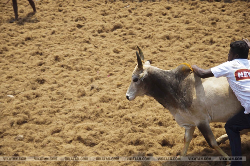 மகாசிவராத்திரியை முன்னிட்டு குமாரபாளையத்தில் நடைபெற்ற ஜல்லிக்கட்டுப் போட்டி! படங்கள்: சுபாஷ் ம நா மகாசிவராத்திரியை முன்னிட்டு குமாரபாளையத்தில் நடைபெற்ற ஜல்லிக்கட்டுப் போட்டி! படங்கள்: சுபாஷ் ம நா