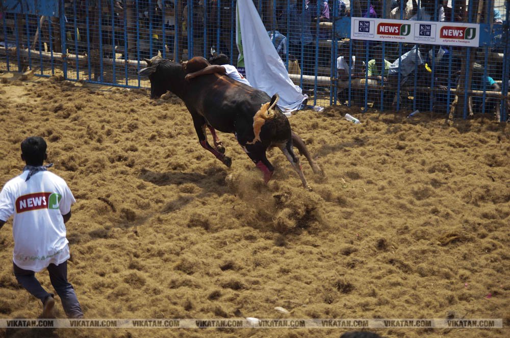 மகாசிவராத்திரியை முன்னிட்டு குமாரபாளையத்தில் நடைபெற்ற ஜல்லிக்கட்டுப் போட்டி! படங்கள்: சுபாஷ் ம நா மகாசிவராத்திரியை முன்னிட்டு குமாரபாளையத்தில் நடைபெற்ற ஜல்லிக்கட்டுப் போட்டி! படங்கள்: சுபாஷ் ம நா