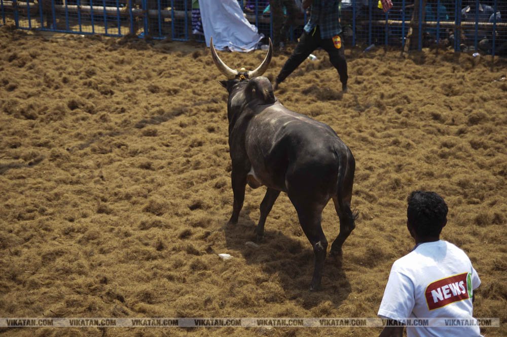 மகாசிவராத்திரியை முன்னிட்டு குமாரபாளையத்தில் நடைபெற்ற ஜல்லிக்கட்டுப் போட்டி! படங்கள்: சுபாஷ் ம நா மகாசிவராத்திரியை முன்னிட்டு குமாரபாளையத்தில் நடைபெற்ற ஜல்லிக்கட்டுப் போட்டி! படங்கள்: சுபாஷ் ம நா
