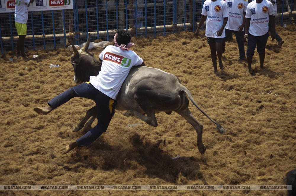 மகாசிவராத்திரியை முன்னிட்டு குமாரபாளையத்தில் நடைபெற்ற ஜல்லிக்கட்டுப் போட்டி! படங்கள்: சுபாஷ் ம நா மகாசிவராத்திரியை முன்னிட்டு குமாரபாளையத்தில் நடைபெற்ற ஜல்லிக்கட்டுப் போட்டி! படங்கள்: சுபாஷ் ம நா