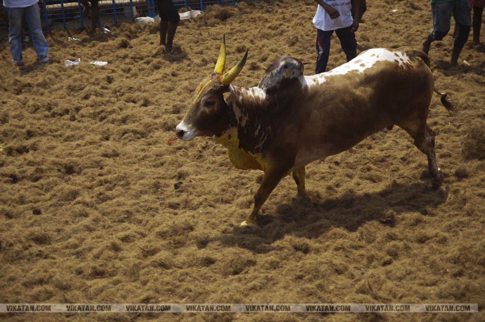மகாசிவராத்திரியை முன்னிட்டு குமாரபாளையத்தில் நடைபெற்ற ஜல்லிக்கட்டுப் போட்டி! படங்கள்: சுபாஷ் ம நா மகாசிவராத்திரியை முன்னிட்டு குமாரபாளையத்தில் நடைபெற்ற ஜல்லிக்கட்டுப் போட்டி! படங்கள்: சுபாஷ் ம நா