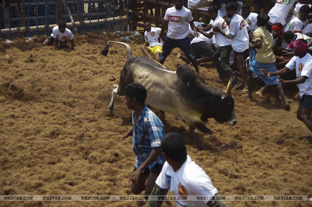 மகாசிவராத்திரியை முன்னிட்டு குமாரபாளையத்தில் நடைபெற்ற ஜல்லிக்கட்டுப் போட்டி! படங்கள்: சுபாஷ் ம நா மகாசிவராத்திரியை முன்னிட்டு குமாரபாளையத்தில் நடைபெற்ற ஜல்லிக்கட்டுப் போட்டி! படங்கள்: சுபாஷ் ம நா