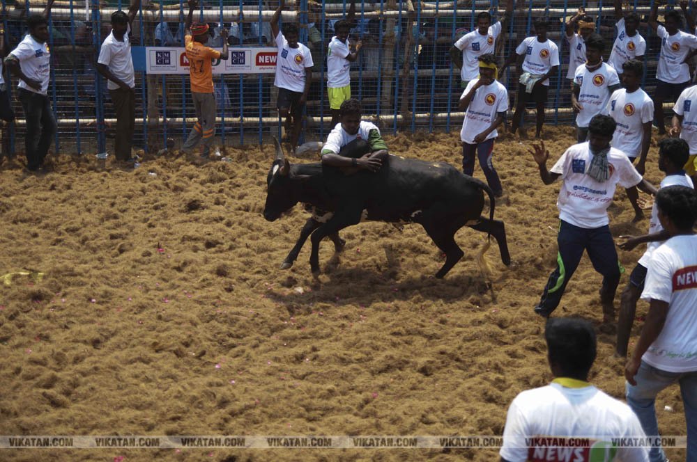 மகாசிவராத்திரியை முன்னிட்டு குமாரபாளையத்தில் நடைபெற்ற ஜல்லிக்கட்டுப் போட்டி! படங்கள்: சுபாஷ் ம நா மகாசிவராத்திரியை முன்னிட்டு குமாரபாளையத்தில் நடைபெற்ற ஜல்லிக்கட்டுப் போட்டி! படங்கள்: சுபாஷ் ம நா