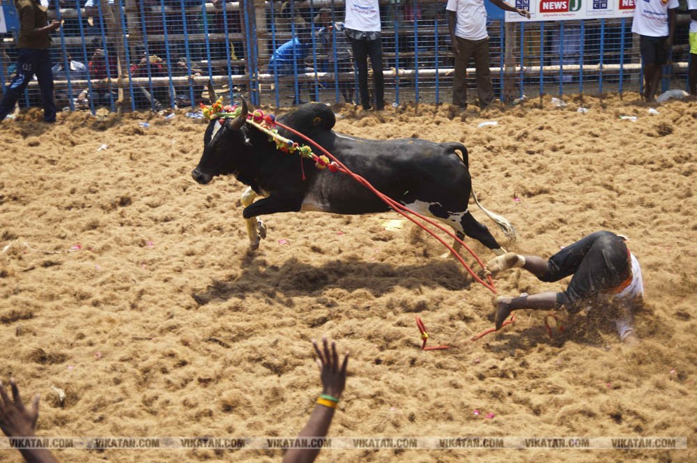 மகாசிவராத்திரியை முன்னிட்டு குமாரபாளையத்தில் நடைபெற்ற ஜல்லிக்கட்டுப் போட்டி! படங்கள்: சுபாஷ் ம நா மகாசிவராத்திரியை முன்னிட்டு குமாரபாளையத்தில் நடைபெற்ற ஜல்லிக்கட்டுப் போட்டி! படங்கள்: சுபாஷ் ம நா