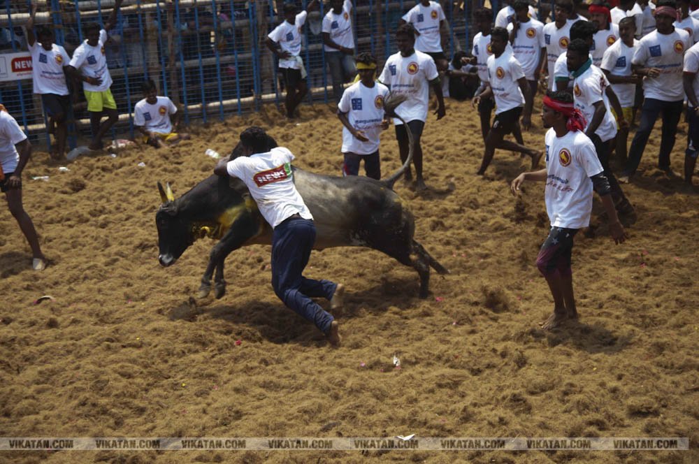 மகாசிவராத்திரியை முன்னிட்டு குமாரபாளையத்தில் நடைபெற்ற ஜல்லிக்கட்டுப் போட்டி! படங்கள்: சுபாஷ் ம நா மகாசிவராத்திரியை முன்னிட்டு குமாரபாளையத்தில் நடைபெற்ற ஜல்லிக்கட்டுப் போட்டி! படங்கள்: சுபாஷ் ம நா