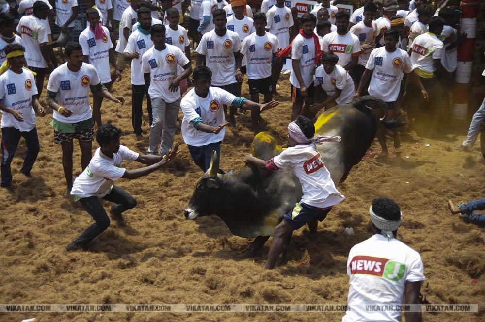மகாசிவராத்திரியை முன்னிட்டு குமாரபாளையத்தில் நடைபெற்ற ஜல்லிக்கட்டுப் போட்டி! படங்கள்: சுபாஷ் ம நா மகாசிவராத்திரியை முன்னிட்டு குமாரபாளையத்தில் நடைபெற்ற ஜல்லிக்கட்டுப் போட்டி! படங்கள்: சுபாஷ் ம நா