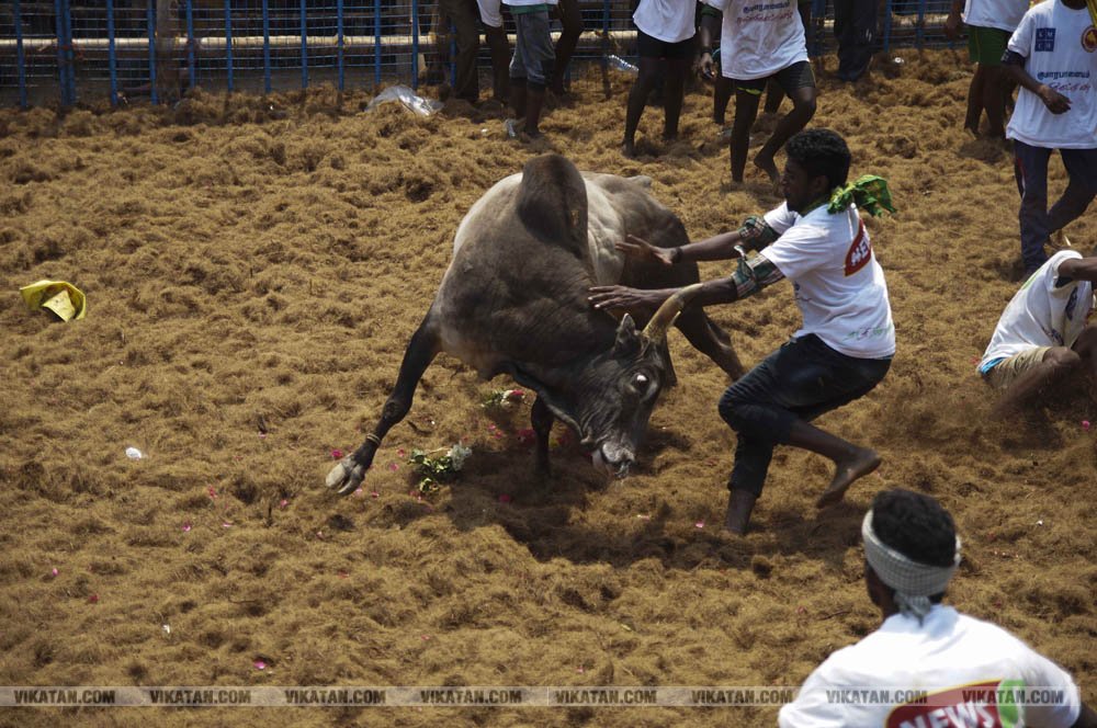 மகாசிவராத்திரியை முன்னிட்டு குமாரபாளையத்தில் நடைபெற்ற ஜல்லிக்கட்டுப் போட்டி! படங்கள்: சுபாஷ் ம நா மகாசிவராத்திரியை முன்னிட்டு குமாரபாளையத்தில் நடைபெற்ற ஜல்லிக்கட்டுப் போட்டி! படங்கள்: சுபாஷ் ம நா