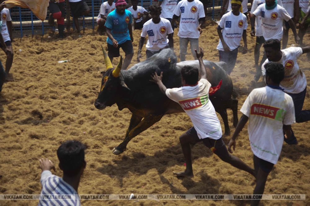 மகாசிவராத்திரியை முன்னிட்டு குமாரபாளையத்தில் நடைபெற்ற ஜல்லிக்கட்டுப் போட்டி! படங்கள்: சுபாஷ் ம நா மகாசிவராத்திரியை முன்னிட்டு குமாரபாளையத்தில் நடைபெற்ற ஜல்லிக்கட்டுப் போட்டி! படங்கள்: சுபாஷ் ம நா