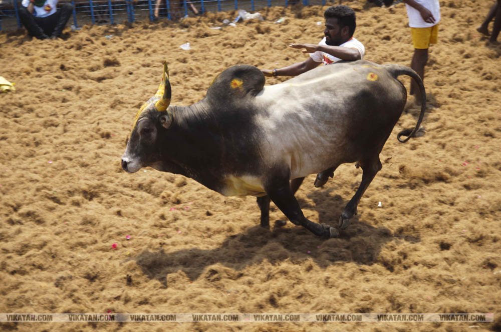 மகாசிவராத்திரியை முன்னிட்டு குமாரபாளையத்தில் நடைபெற்ற ஜல்லிக்கட்டுப் போட்டி! படங்கள்: சுபாஷ் ம நா மகாசிவராத்திரியை முன்னிட்டு குமாரபாளையத்தில் நடைபெற்ற ஜல்லிக்கட்டுப் போட்டி! படங்கள்: சுபாஷ் ம நா
