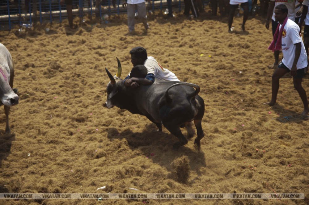 மகாசிவராத்திரியை முன்னிட்டு குமாரபாளையத்தில் நடைபெற்ற ஜல்லிக்கட்டுப் போட்டி! படங்கள்: சுபாஷ் ம நா மகாசிவராத்திரியை முன்னிட்டு குமாரபாளையத்தில் நடைபெற்ற ஜல்லிக்கட்டுப் போட்டி! படங்கள்: சுபாஷ் ம நா