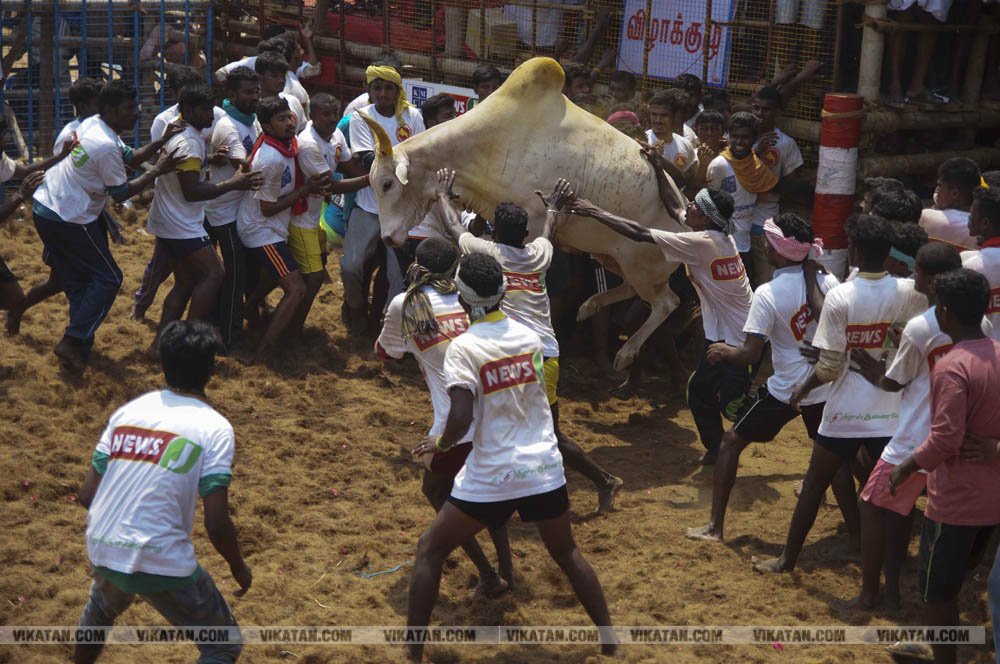 மகாசிவராத்திரியை முன்னிட்டு குமாரபாளையத்தில் நடைபெற்ற ஜல்லிக்கட்டுப் போட்டி! படங்கள்: சுபாஷ் ம நா மகாசிவராத்திரியை முன்னிட்டு குமாரபாளையத்தில் நடைபெற்ற ஜல்லிக்கட்டுப் போட்டி! படங்கள்: சுபாஷ் ம நா