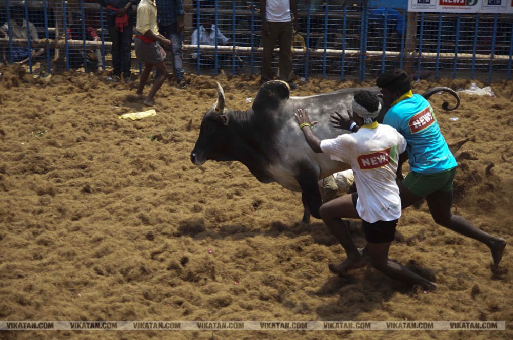 மகாசிவராத்திரியை முன்னிட்டு குமாரபாளையத்தில் நடைபெற்ற ஜல்லிக்கட்டுப் போட்டி! படங்கள்: சுபாஷ் ம நா மகாசிவராத்திரியை முன்னிட்டு குமாரபாளையத்தில் நடைபெற்ற ஜல்லிக்கட்டுப் போட்டி! படங்கள்: சுபாஷ் ம நா