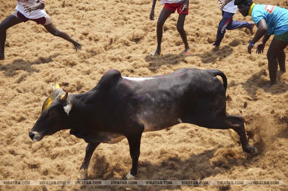 மகாசிவராத்திரியை முன்னிட்டு குமாரபாளையத்தில் நடைபெற்ற ஜல்லிக்கட்டுப் போட்டி! படங்கள்: சுபாஷ் ம நா மகாசிவராத்திரியை முன்னிட்டு குமாரபாளையத்தில் நடைபெற்ற ஜல்லிக்கட்டுப் போட்டி! படங்கள்: சுபாஷ் ம நா