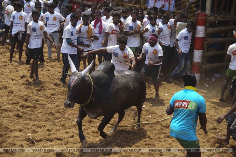 மகாசிவராத்திரியை முன்னிட்டு குமாரபாளையத்தில் நடைபெற்ற ஜல்லிக்கட்டுப் போட்டி! படங்கள்: சுபாஷ் ம நா மகாசிவராத்திரியை முன்னிட்டு குமாரபாளையத்தில் நடைபெற்ற ஜல்லிக்கட்டுப் போட்டி! படங்கள்: சுபாஷ் ம நா