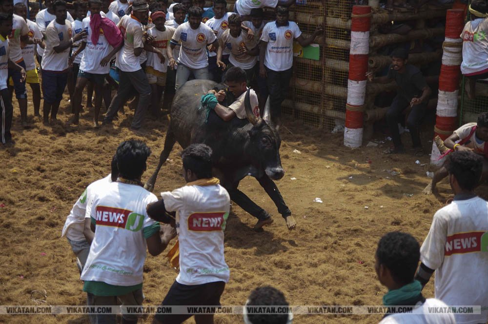 மகாசிவராத்திரியை முன்னிட்டு குமாரபாளையத்தில் நடைபெற்ற ஜல்லிக்கட்டுப் போட்டி! படங்கள்: சுபாஷ் ம நா மகாசிவராத்திரியை முன்னிட்டு குமாரபாளையத்தில் நடைபெற்ற ஜல்லிக்கட்டுப் போட்டி! படங்கள்: சுபாஷ் ம நா