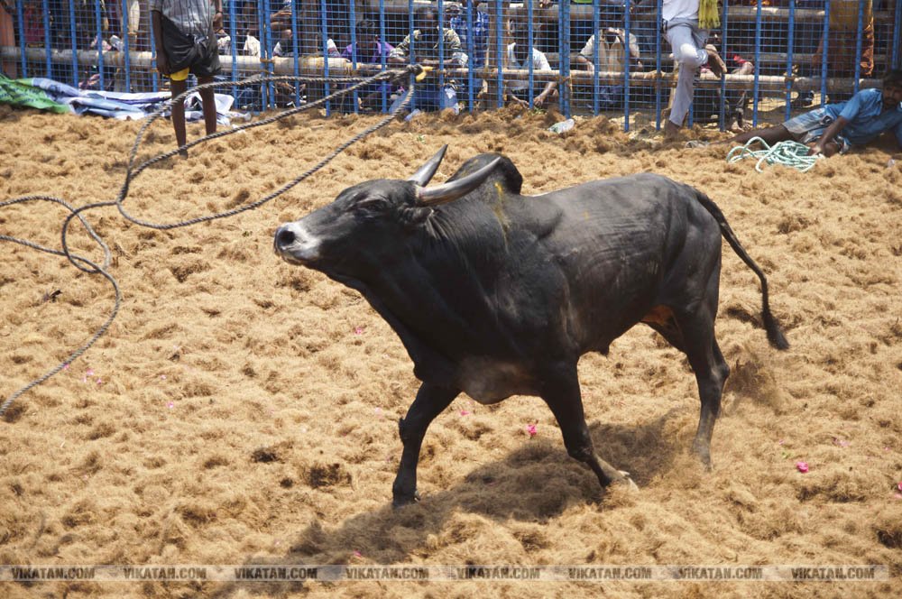மகாசிவராத்திரியை முன்னிட்டு குமாரபாளையத்தில் நடைபெற்ற ஜல்லிக்கட்டுப் போட்டி! படங்கள்: சுபாஷ் ம நா மகாசிவராத்திரியை முன்னிட்டு குமாரபாளையத்தில் நடைபெற்ற ஜல்லிக்கட்டுப் போட்டி! படங்கள்: சுபாஷ் ம நா