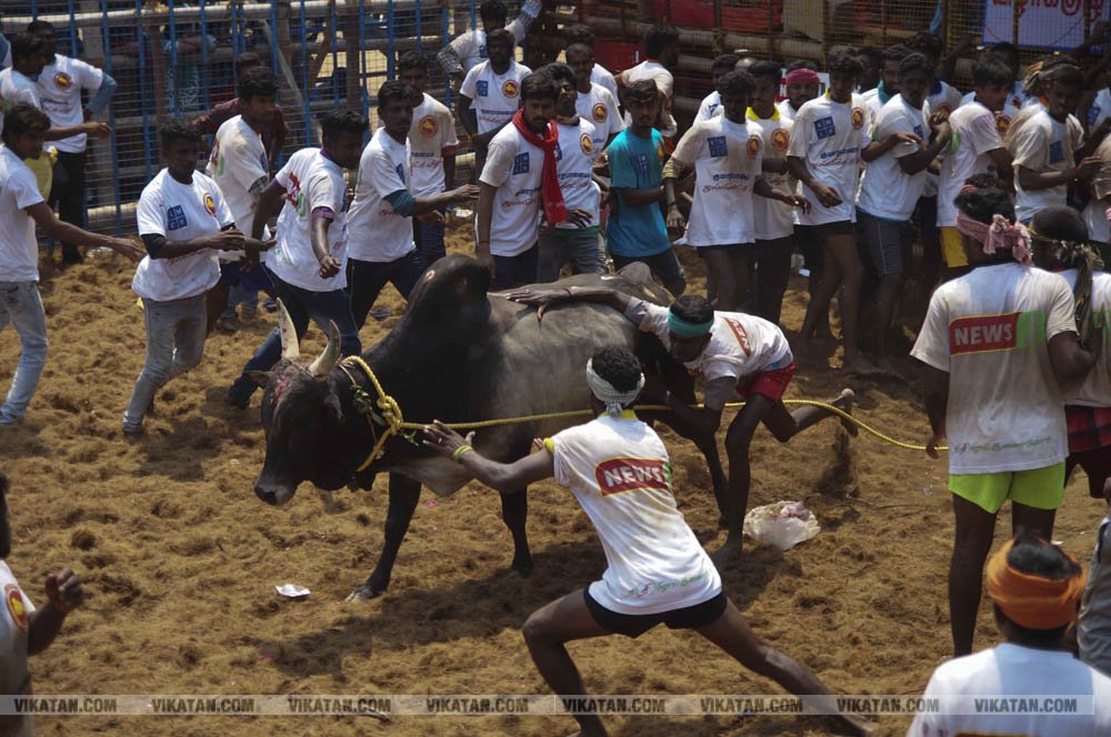 மகாசிவராத்திரியை முன்னிட்டு குமாரபாளையத்தில் நடைபெற்ற ஜல்லிக்கட்டுப் போட்டி! படங்கள்: சுபாஷ் ம நா மகாசிவராத்திரியை முன்னிட்டு குமாரபாளையத்தில் நடைபெற்ற ஜல்லிக்கட்டுப் போட்டி! படங்கள்: சுபாஷ் ம நா