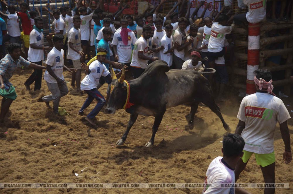 மகாசிவராத்திரியை முன்னிட்டு குமாரபாளையத்தில் நடைபெற்ற ஜல்லிக்கட்டுப் போட்டி! படங்கள்: சுபாஷ் ம நா மகாசிவராத்திரியை முன்னிட்டு குமாரபாளையத்தில் நடைபெற்ற ஜல்லிக்கட்டுப் போட்டி! படங்கள்: சுபாஷ் ம நா