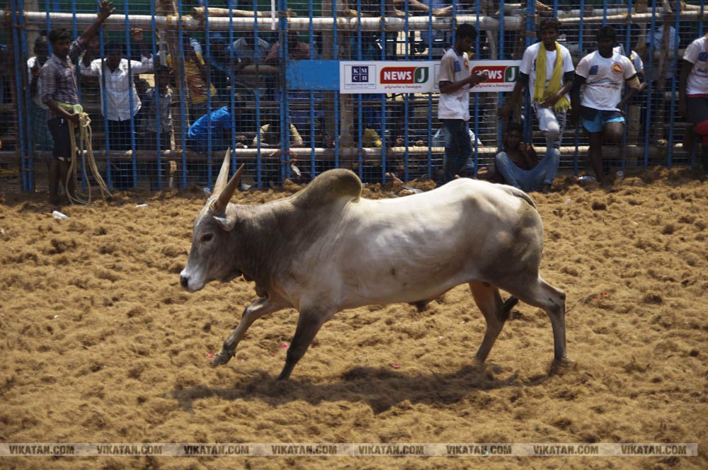 மகாசிவராத்திரியை முன்னிட்டு குமாரபாளையத்தில் நடைபெற்ற ஜல்லிக்கட்டுப் போட்டி! படங்கள்: சுபாஷ் ம நா மகாசிவராத்திரியை முன்னிட்டு குமாரபாளையத்தில் நடைபெற்ற ஜல்லிக்கட்டுப் போட்டி! படங்கள்: சுபாஷ் ம நா