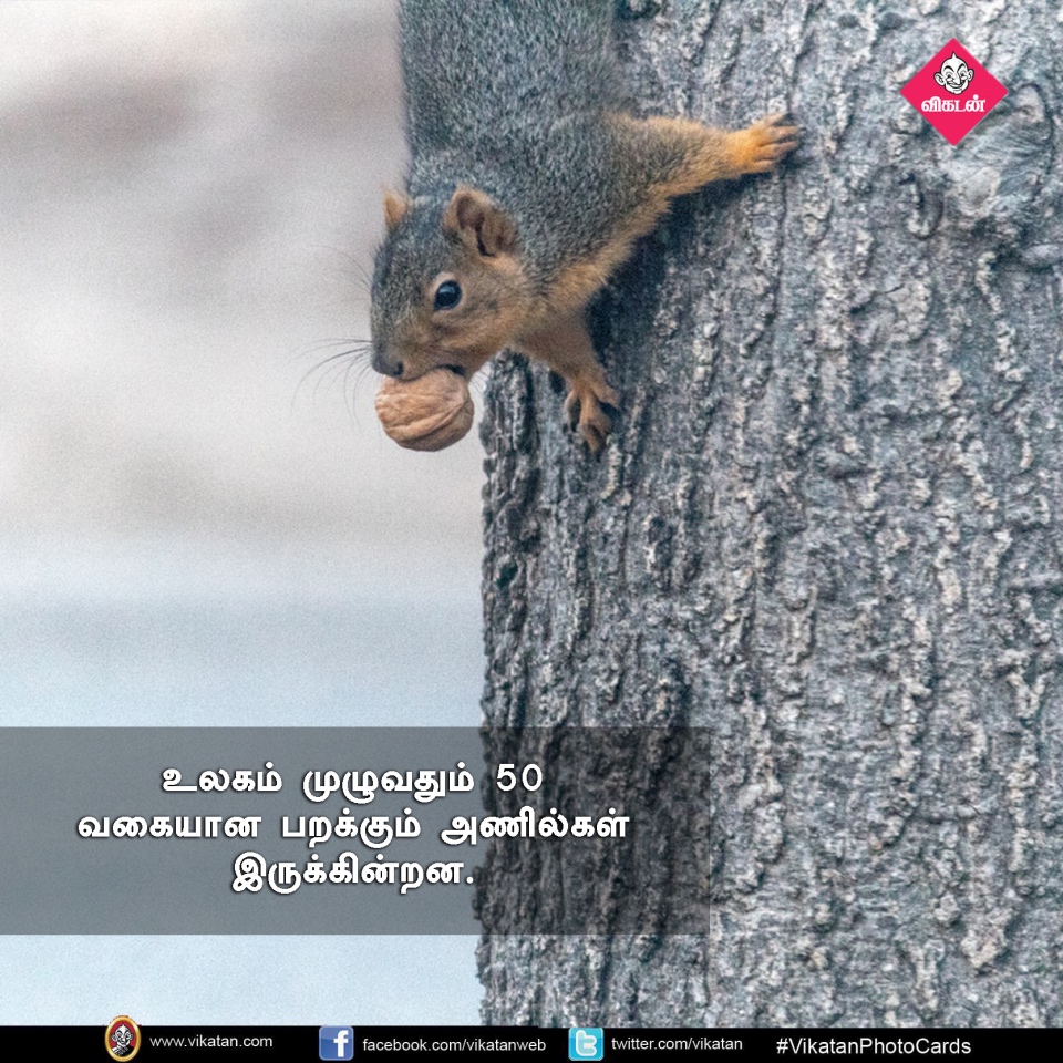 பறக்கும்; 15,000 விதைகள் சேகரிக்கும்... பறக்கும் அணில்களின் சுவாரஸ்யங்கள்! #VikatanPhotoCards பறக்கும்; 15,000 விதைகள் சேகரிக்கும்... பறக்கும் அணில்களின் சுவாரஸ்யங்கள்! #VikatanPhotoCards