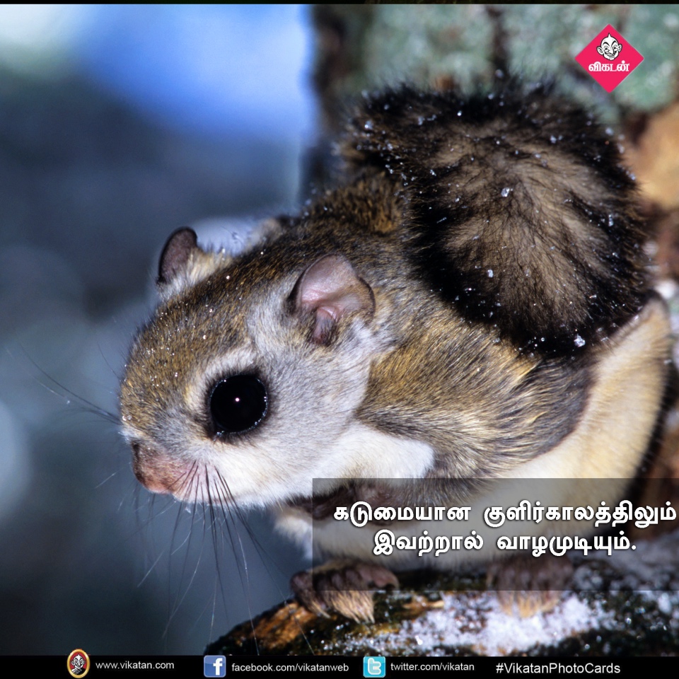 பறக்கும்; 15,000 விதைகள் சேகரிக்கும்... பறக்கும் அணில்களின் சுவாரஸ்யங்கள்! #VikatanPhotoCards பறக்கும்; 15,000 விதைகள் சேகரிக்கும்... பறக்கும் அணில்களின் சுவாரஸ்யங்கள்! #VikatanPhotoCards