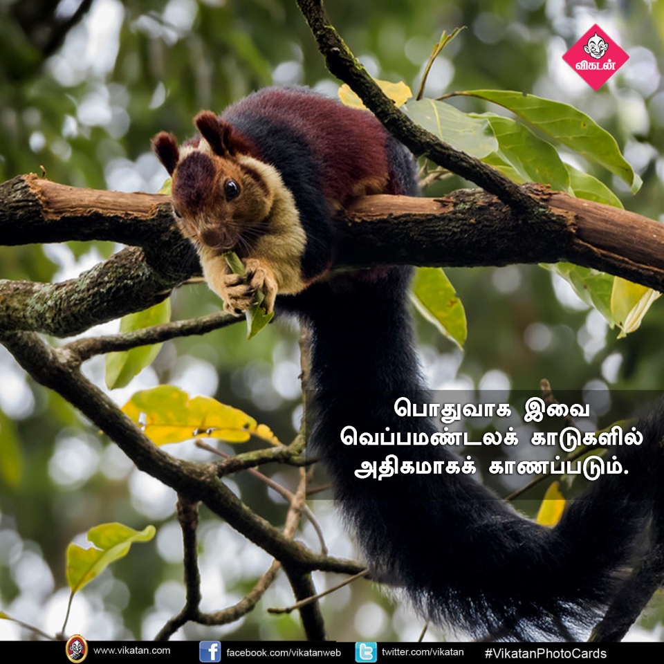 பறக்கும்; 15,000 விதைகள் சேகரிக்கும்... பறக்கும் அணில்களின் சுவாரஸ்யங்கள்! #VikatanPhotoCards பறக்கும்; 15,000 விதைகள் சேகரிக்கும்... பறக்கும் அணில்களின் சுவாரஸ்யங்கள்! #VikatanPhotoCards