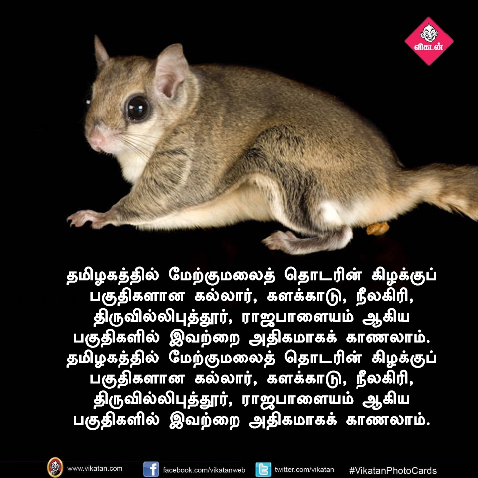 பறக்கும்; 15,000 விதைகள் சேகரிக்கும்... பறக்கும் அணில்களின் சுவாரஸ்யங்கள்! #VikatanPhotoCards பறக்கும்; 15,000 விதைகள் சேகரிக்கும்... பறக்கும் அணில்களின் சுவாரஸ்யங்கள்! #VikatanPhotoCards