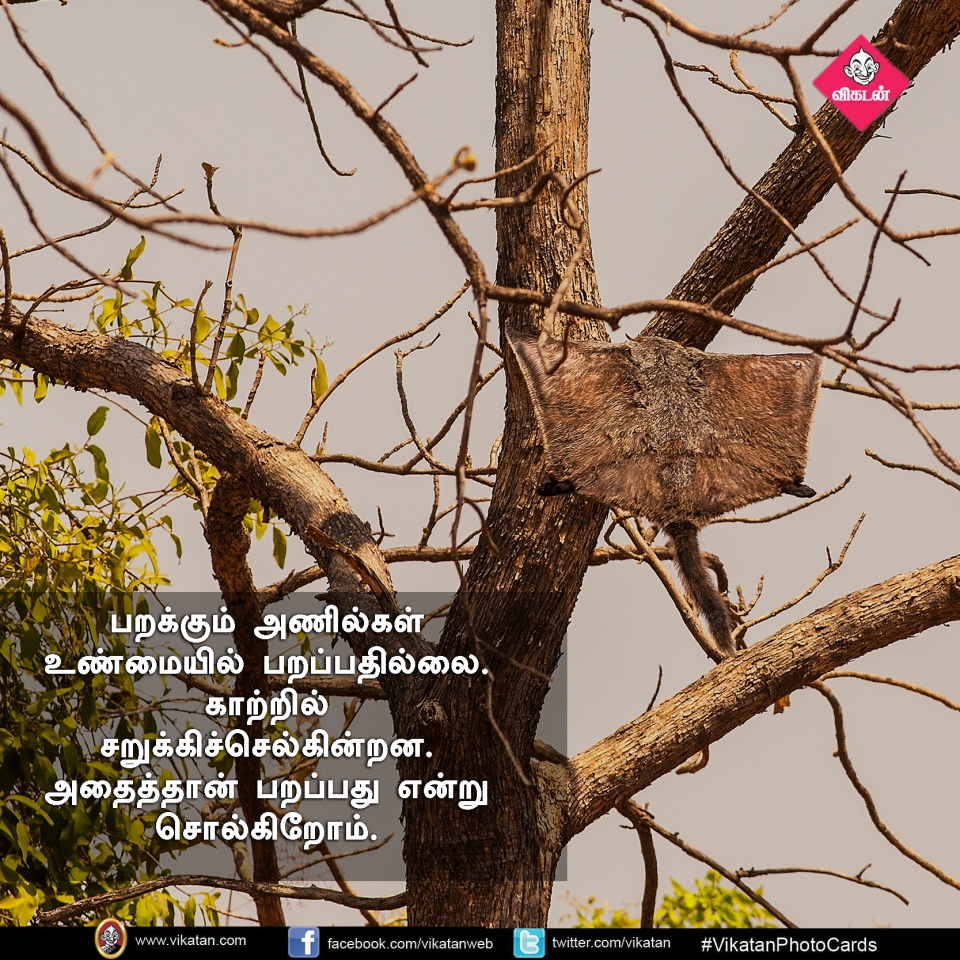 பறக்கும்; 15,000 விதைகள் சேகரிக்கும்... பறக்கும் அணில்களின் சுவாரஸ்யங்கள்! #VikatanPhotoCards பறக்கும்; 15,000 விதைகள் சேகரிக்கும்... பறக்கும் அணில்களின் சுவாரஸ்யங்கள்! #VikatanPhotoCards